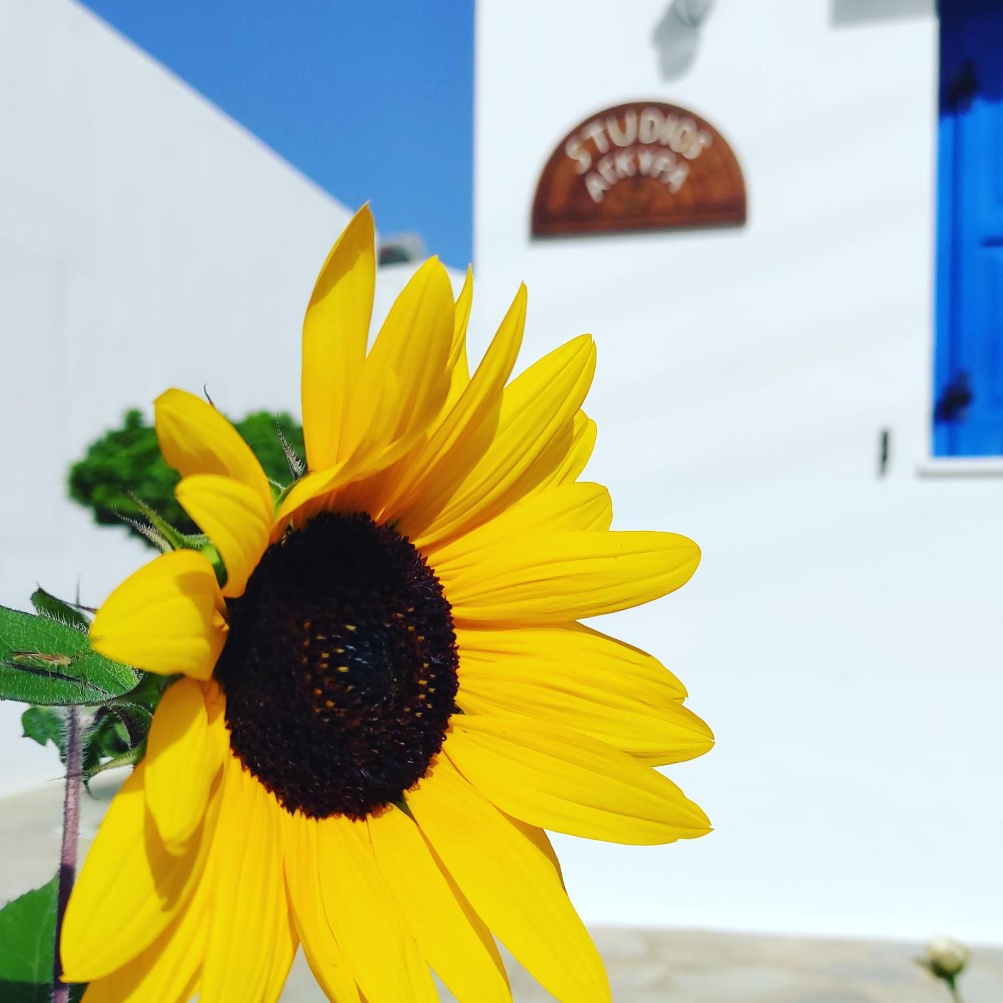 Studios Αγκυρα Livadi  ภายนอก รูปภาพ